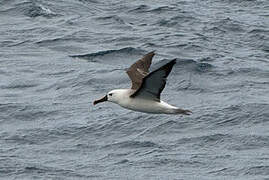 Atlantic Yellow-nosed Albatross