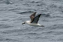 Albatros à nez jaune