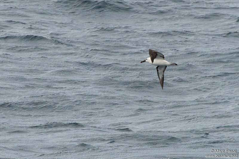Atlantic Yellow-nosed Albatrossadult, Flight