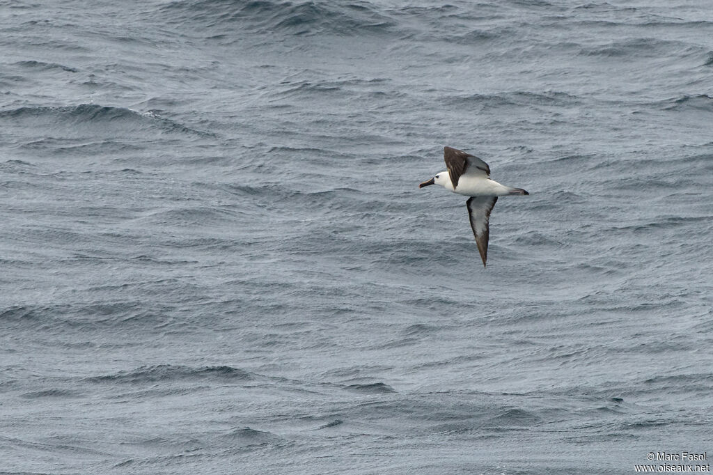 Atlantic Yellow-nosed Albatrossadult, Flight