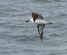 Atlantic Yellow-nosed Albatross