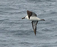 Albatros à nez jaune