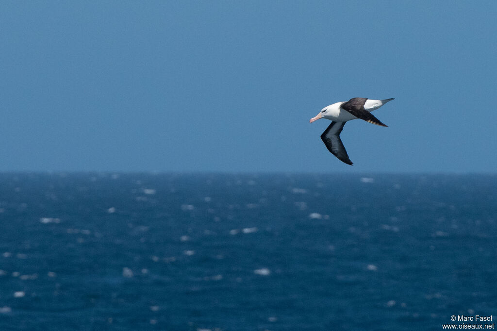 Black-browed Albatrossadult post breeding, identification, Flight