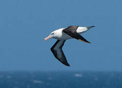 Black-browed Albatross