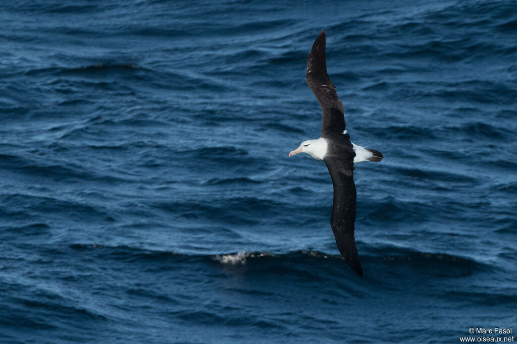 Black-browed Albatrossadult, Flight