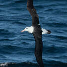 Albatros à sourcils noirs