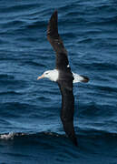 Albatros à sourcils noirs