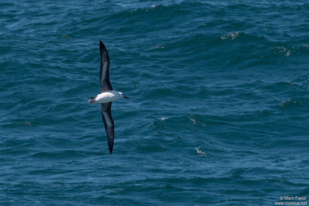 Albatros à sourcils noirsimmature, Vol