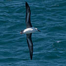 Albatros à sourcils noirs