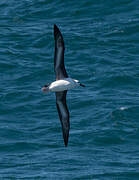 Black-browed Albatross