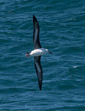 Albatros à sourcils noirs