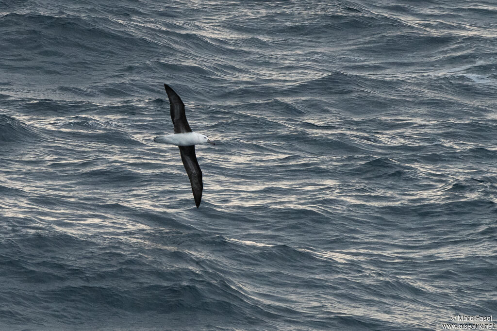 Black-browed Albatrossimmature, Flight