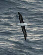 Albatros à sourcils noirs