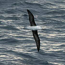 Albatros à sourcils noirs