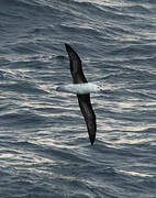 Black-browed Albatross