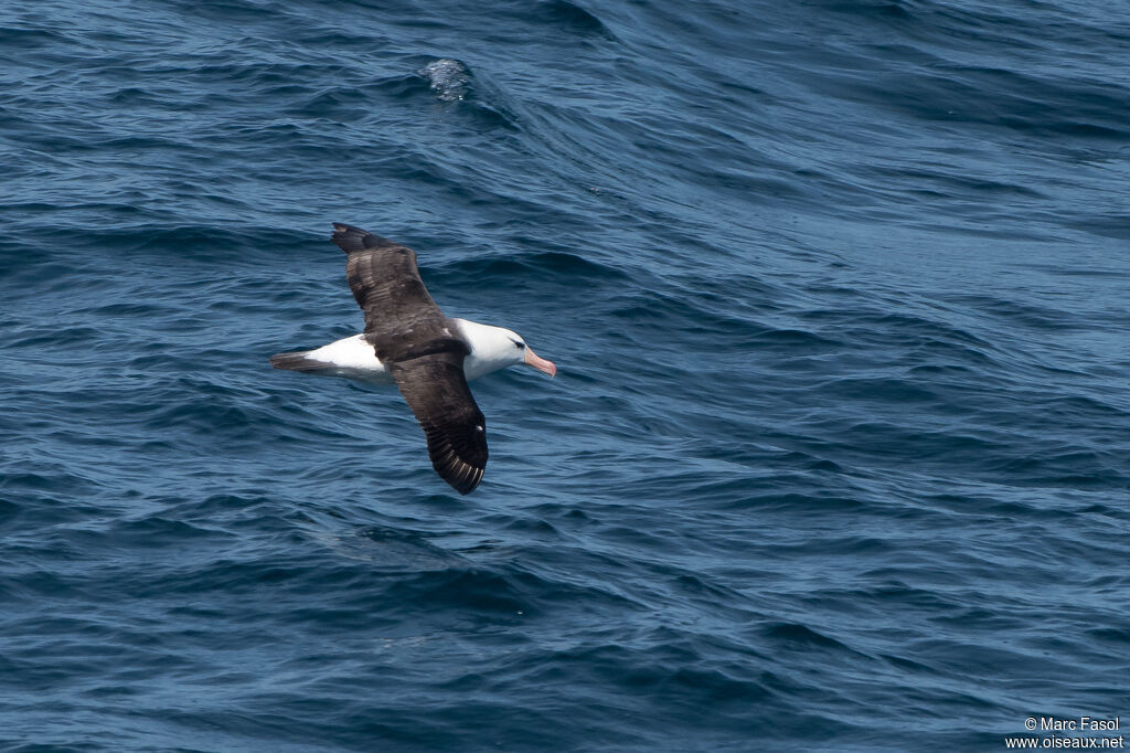 Black-browed Albatrossadult, Flight