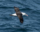 Albatros à sourcils noirs