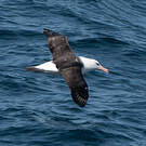 Albatros à sourcils noirs