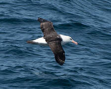 Black-browed Albatross