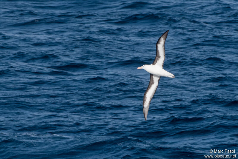 Black-browed Albatrossadult, Flight
