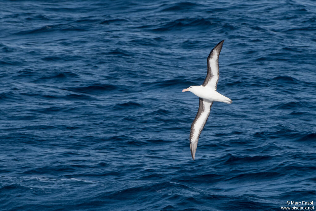 Black-browed Albatrossadult, Flight