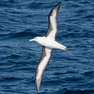 Albatros à sourcils noirs