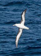 Black-browed Albatross