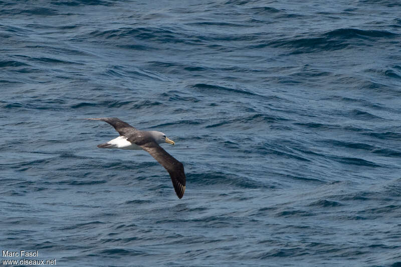 Albatros de Salvinadulte internuptial, Vol