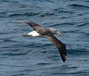 Albatros de Salvin