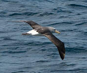 Albatros de Salvin