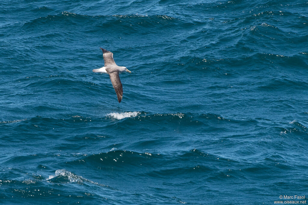 Albatros de Salvinadulte, Vol