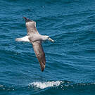 Albatros de Salvin