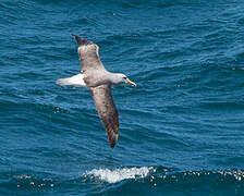 Salvin's Albatross