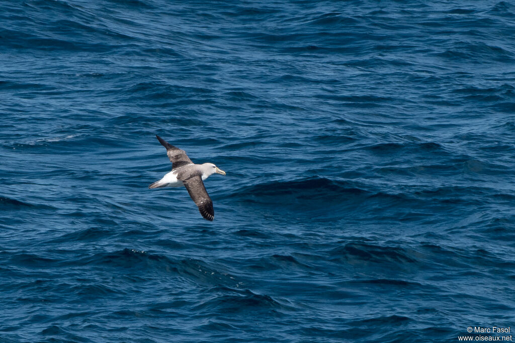 Albatros de Salvinadulte, Vol