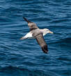 Albatros de Salvin