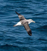 Albatros de Salvin