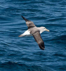 Albatros de Salvin