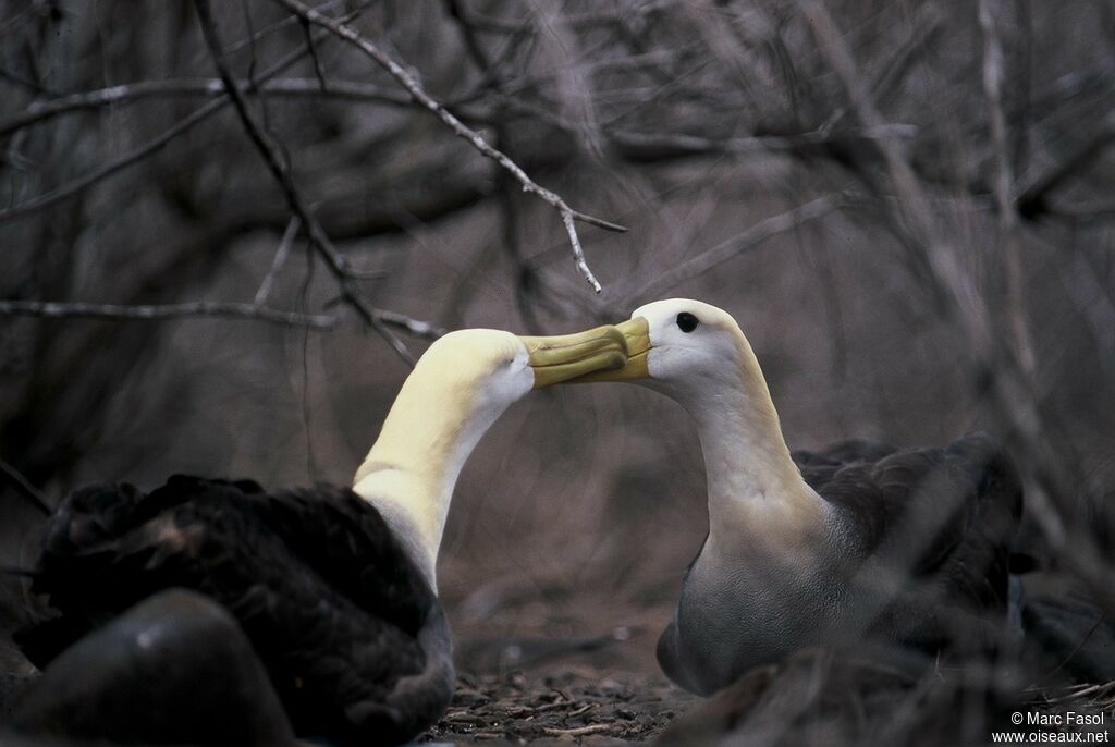 Waved Albatross adult breeding, identification, Reproduction-nesting, Behaviour