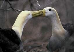 Albatros des Galapagos