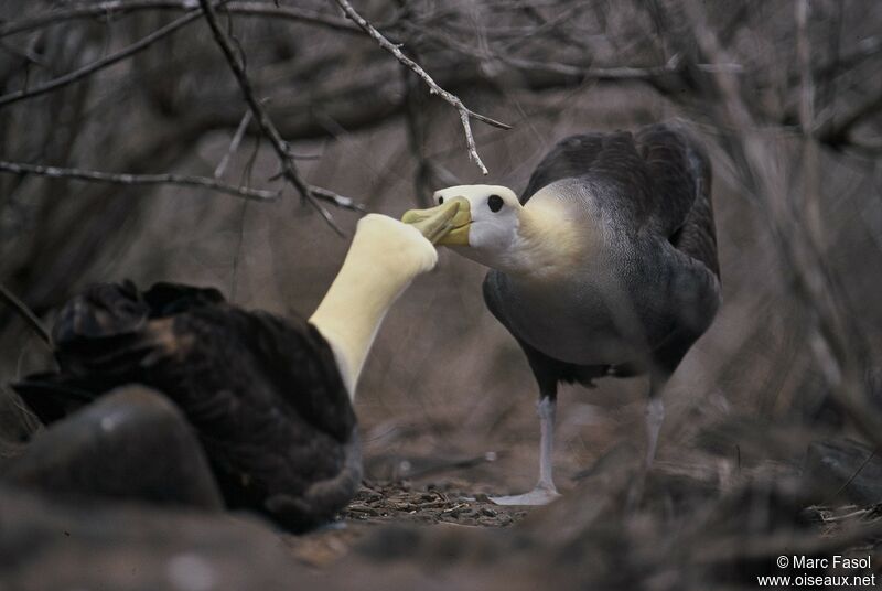 Waved Albatross adult breeding, identification, Reproduction-nesting, Behaviour