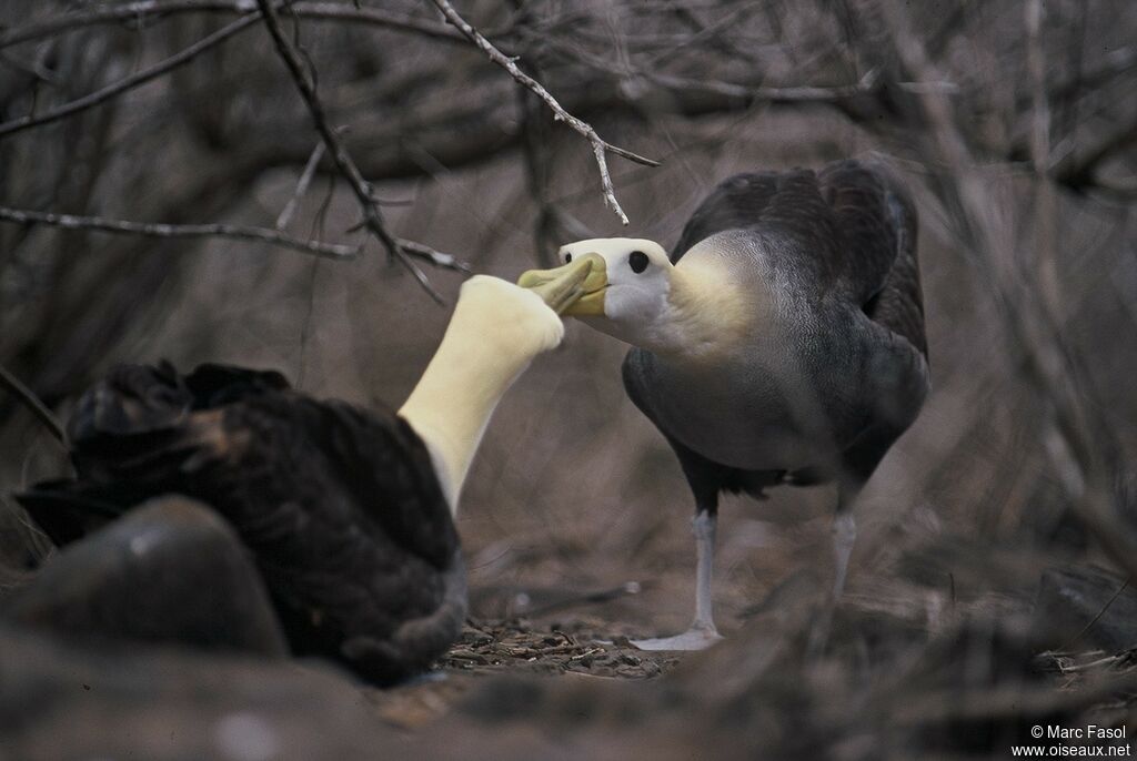 Waved Albatross adult breeding, identification, Reproduction-nesting, Behaviour