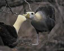 Waved Albatross