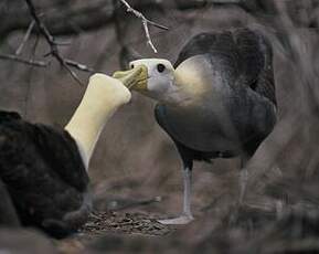 Albatros des Galapagos