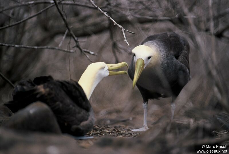 Albatros des Galapagos adulte nuptial, identification, Nidification, Comportement
