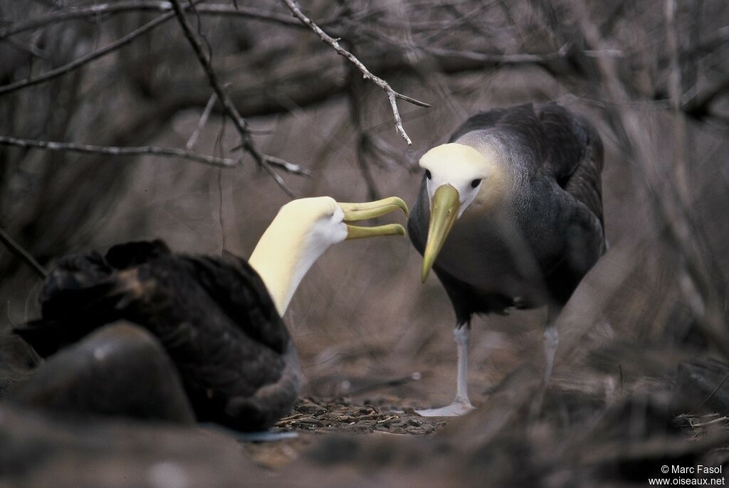 Albatros des Galapagos adulte nuptial, identification, Nidification, Comportement