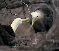 Albatros des Galapagos