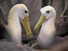 Waved Albatross