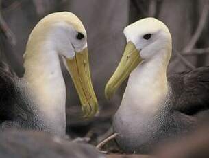 Albatros des Galapagos