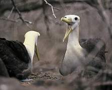 Albatros des Galapagos