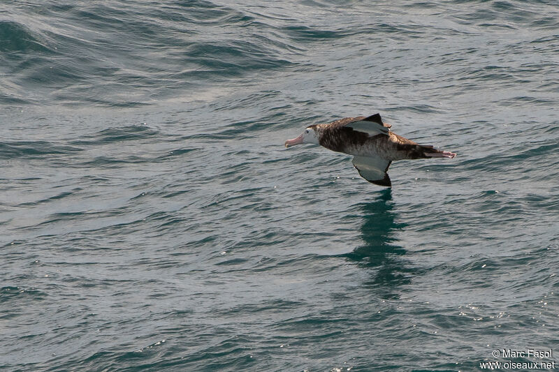 Albatros hurleurimmature, Vol